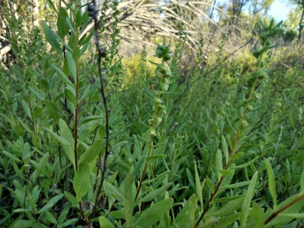 Iva hayesiana flower