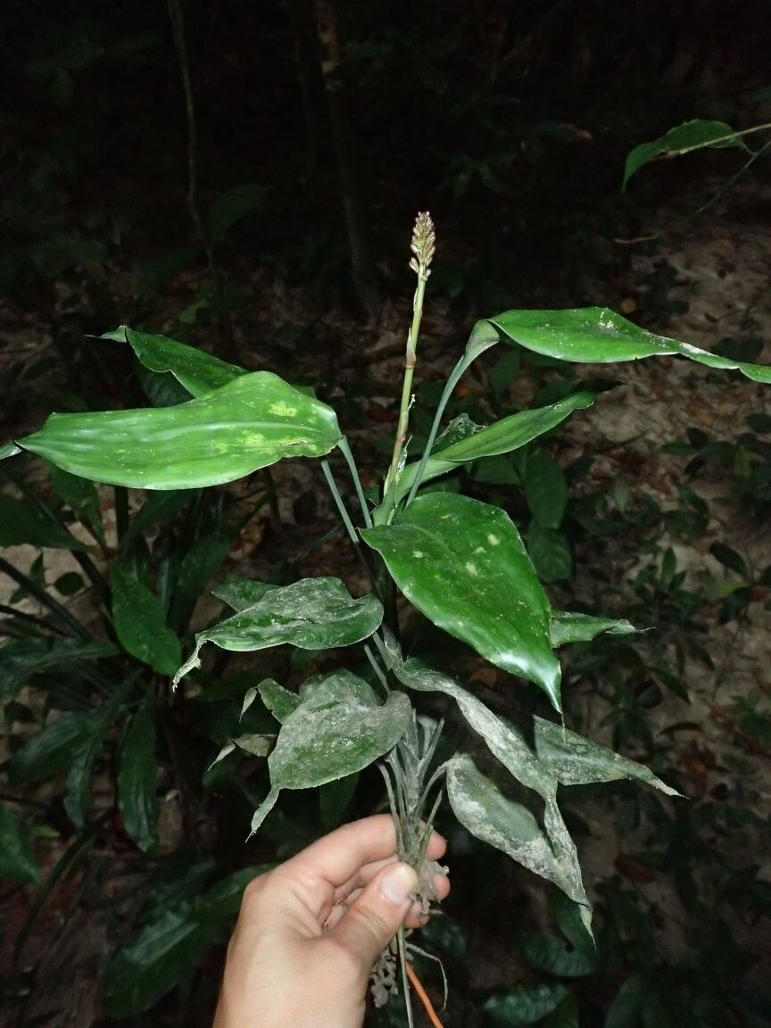 Dracaena kindtiana — search result for 'Dracaena'