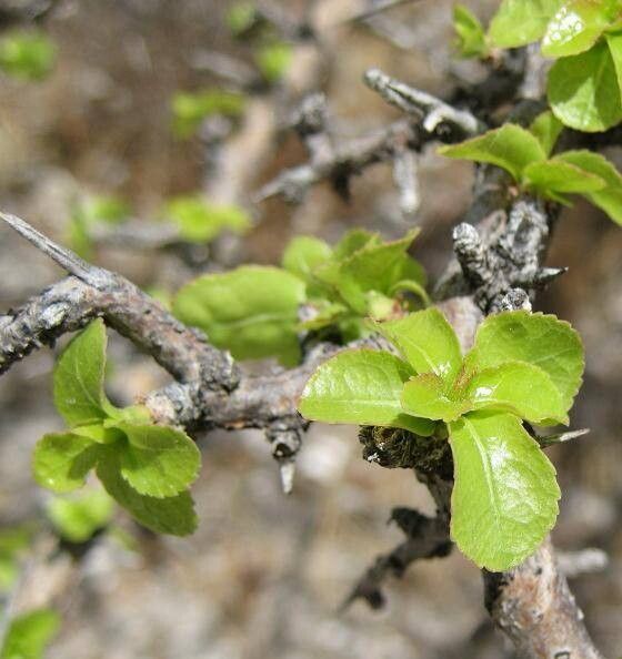 Commiphora merkeri — search result for 'Commiphora'