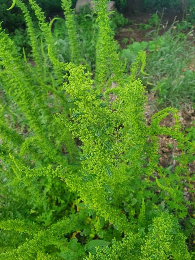 Dysphania schraderiana flower