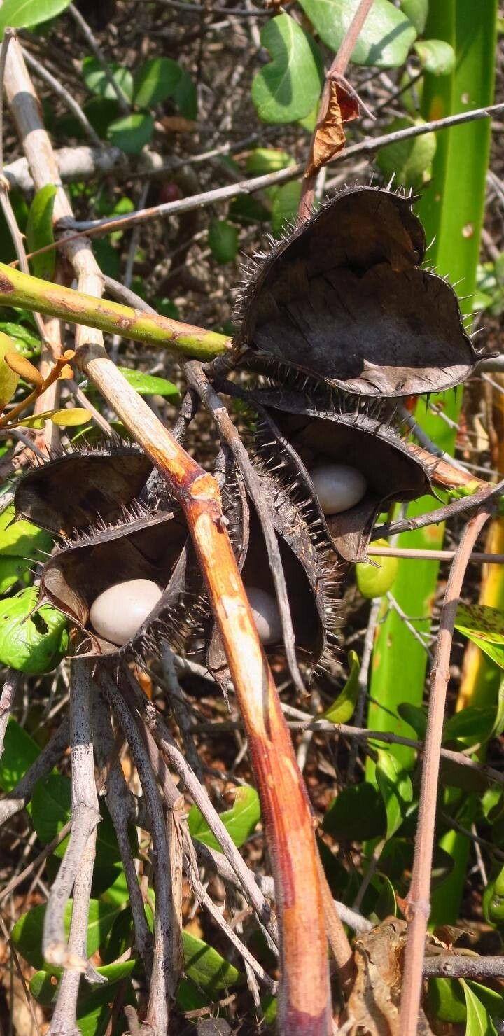 Caesalpinia bonduc fruit