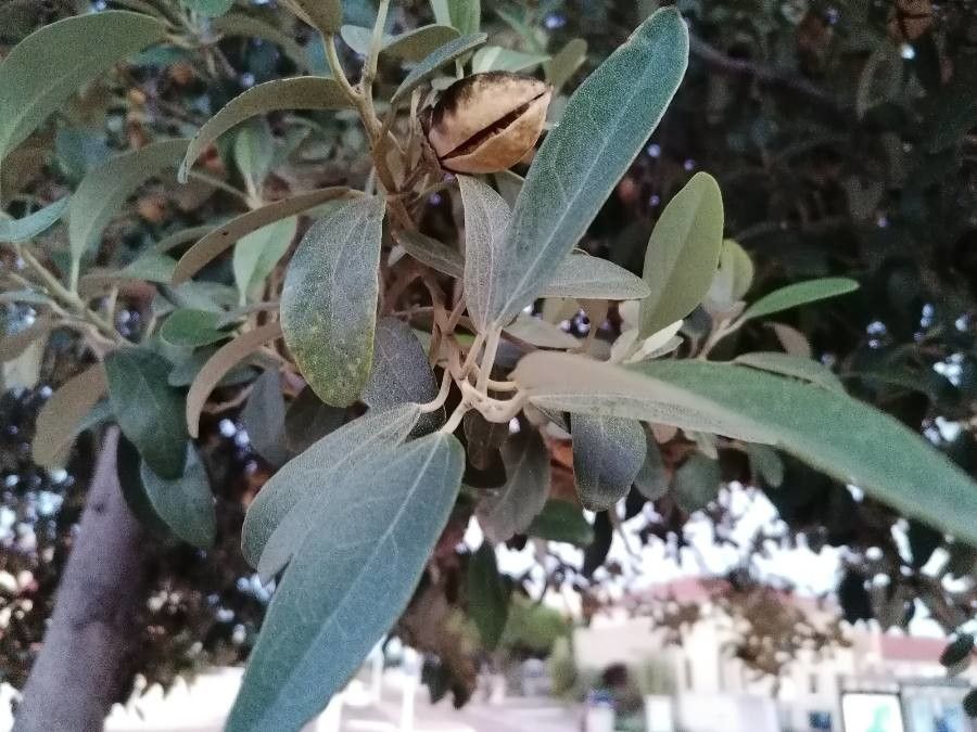 Lagunaria patersonia — search result for 'Hibiscus'