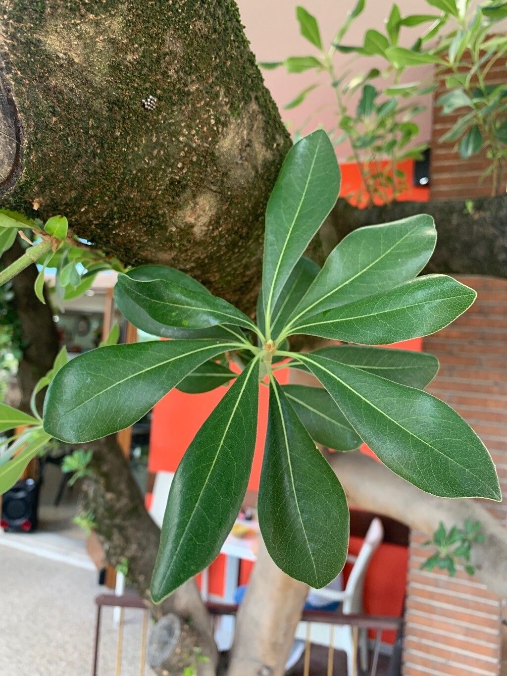 Pittosporum pentandrum — search result for 'Pittosporum'