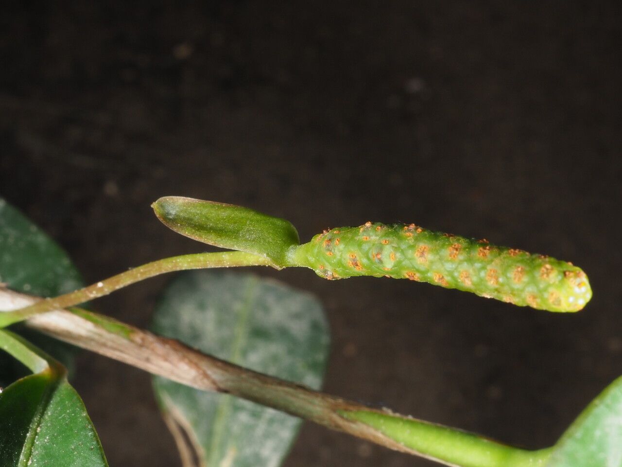 Anthurium scandens flower