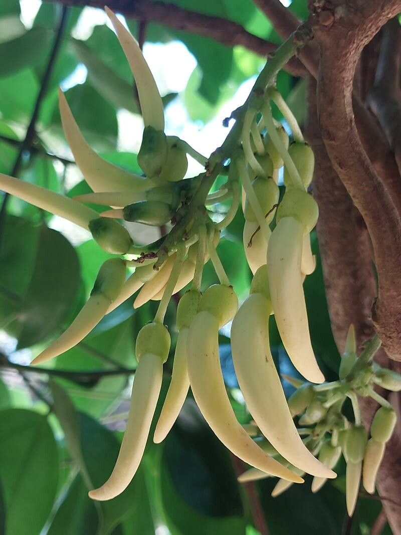 Strongylodon craveniae flower