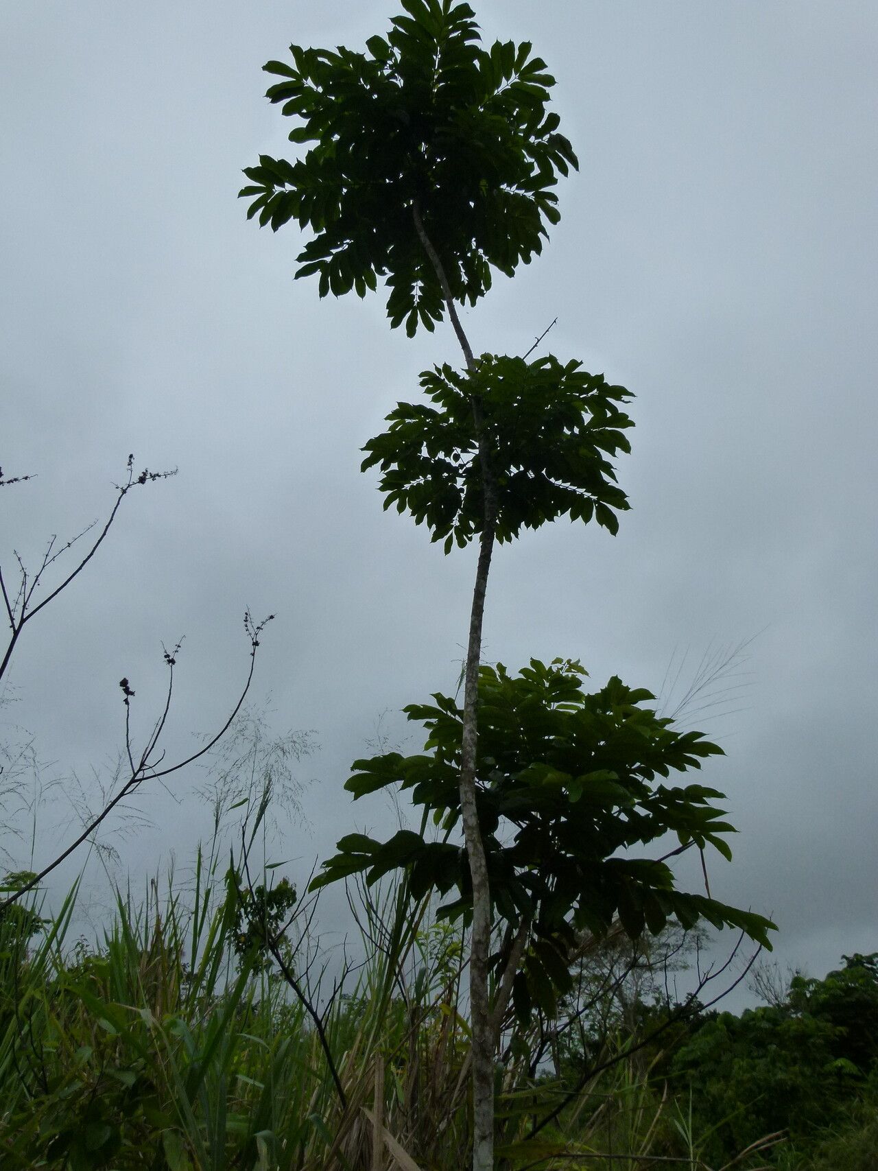 Millettia mannii habit