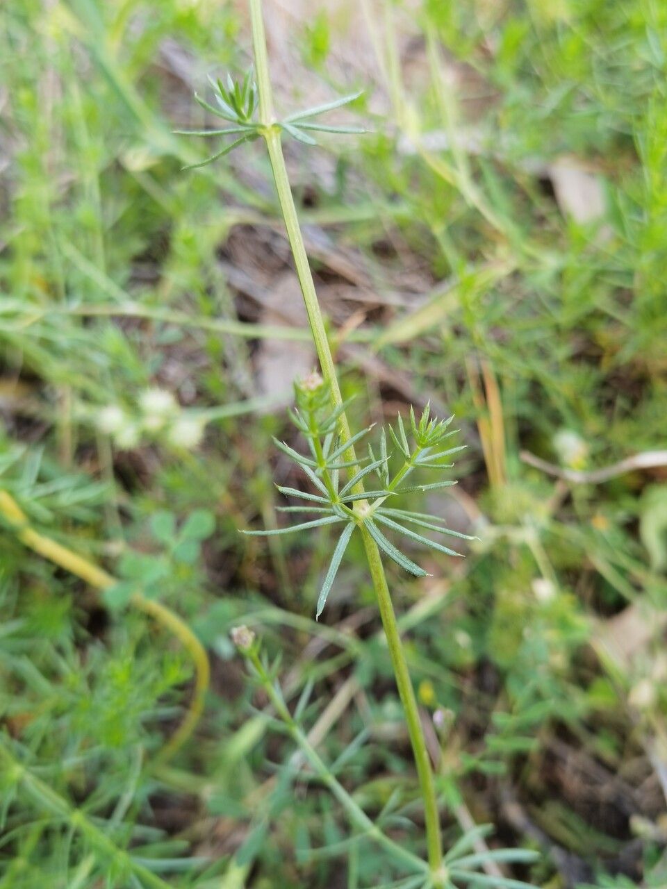 Galium × pomeranicum — houseplant care guide