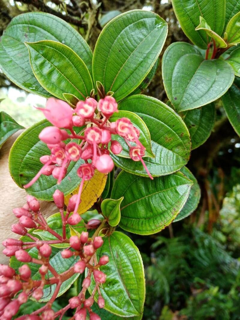 Miconia coccinea — houseplant care guide