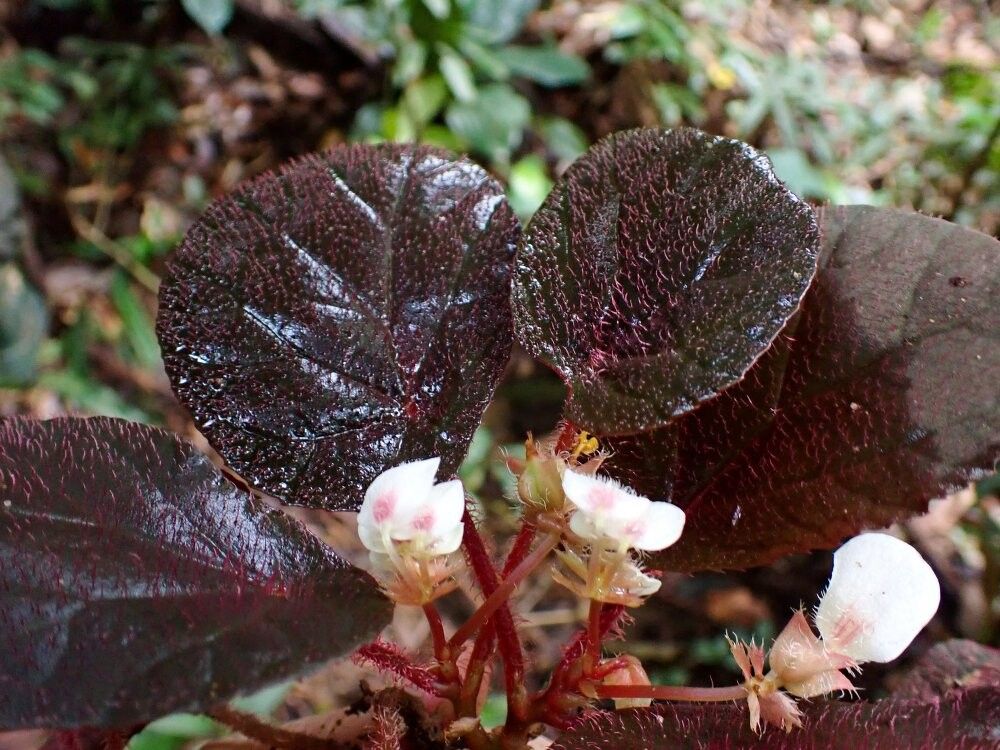 Begonia heterochroma — houseplant care guide