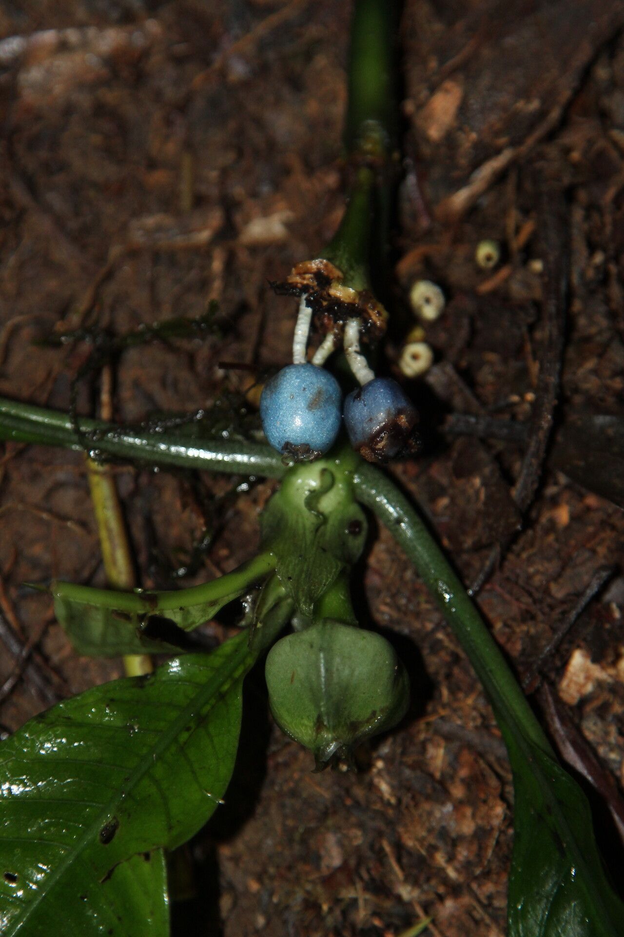 Psychotria thonneri fruit