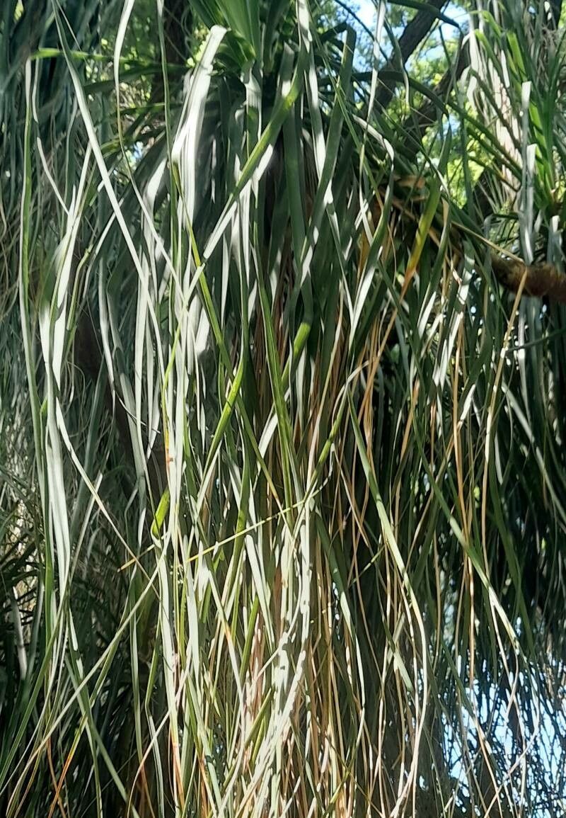 Nolina longifolia — houseplant care guide