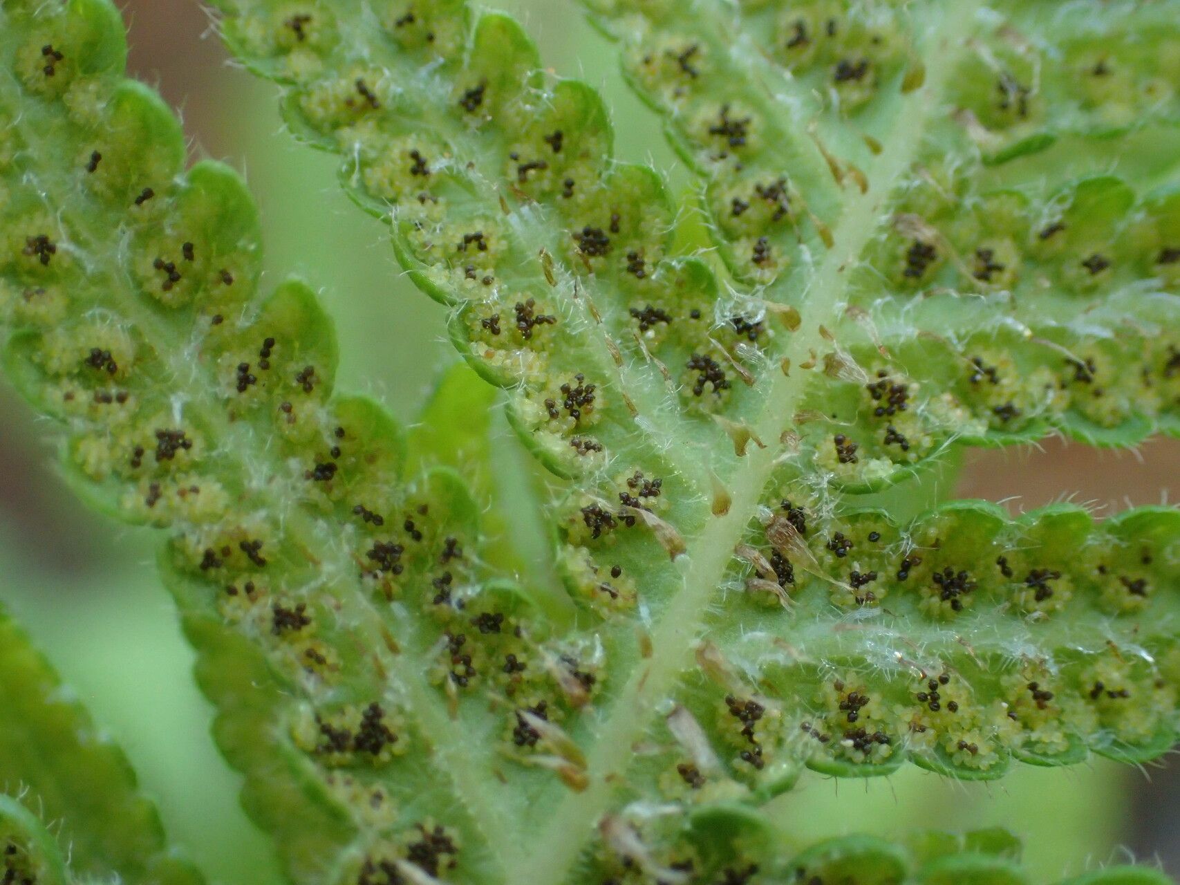 Phegopteris connectilis fruit