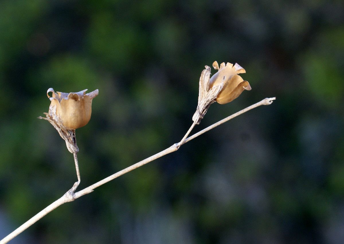 Silene secundiflora fruit