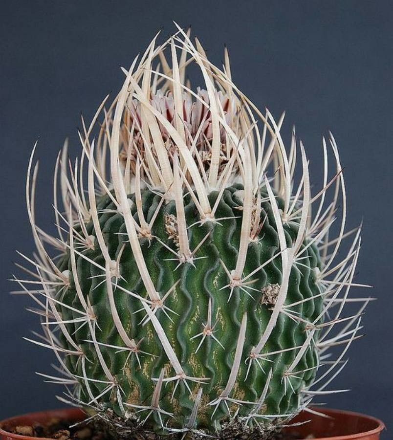 Stenocactus pentacanthus leaf