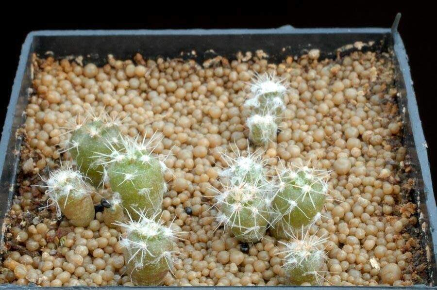 Copiapoa decorticans — houseplant care guide