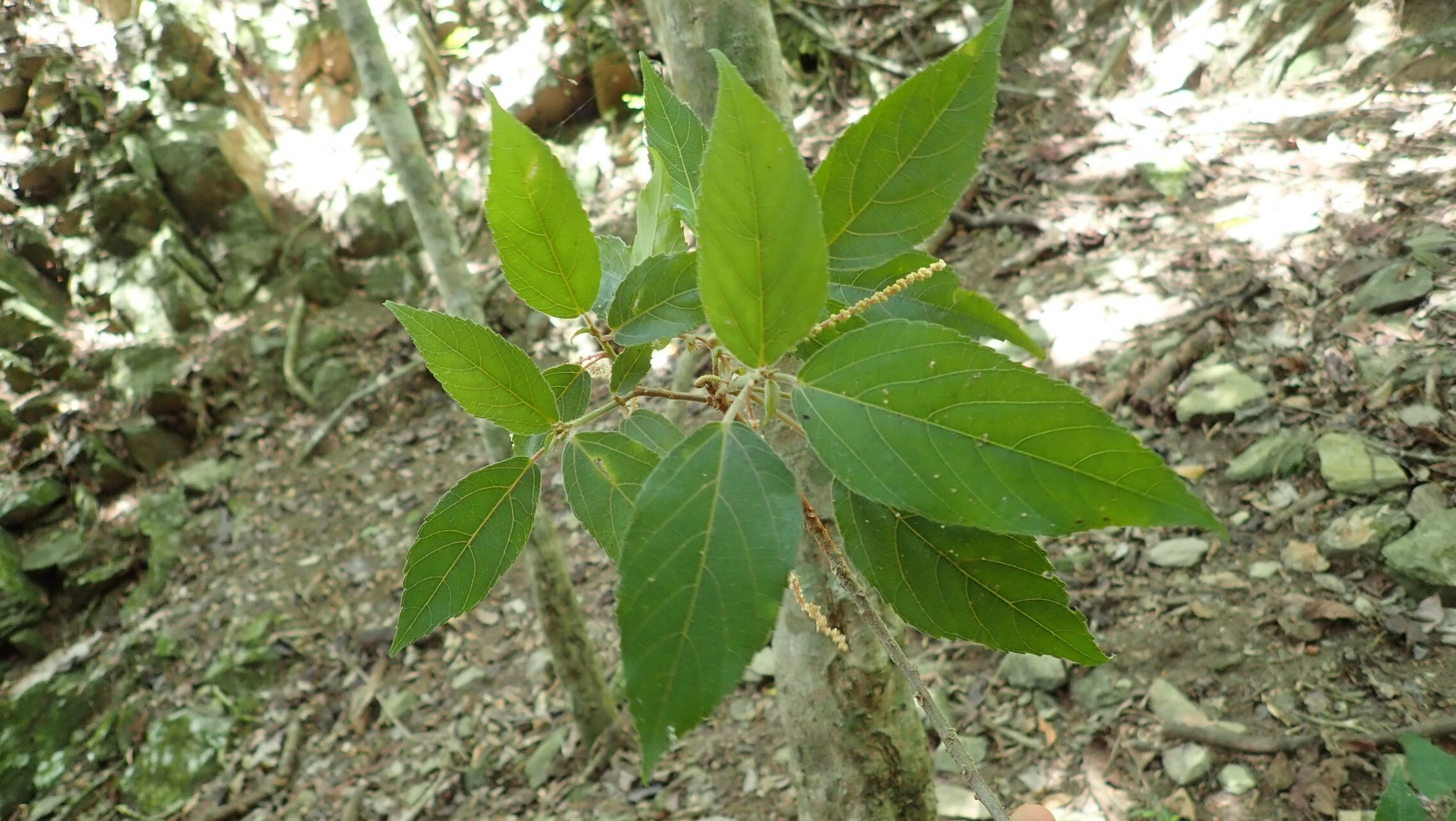 Acalypha pancheriana — houseplant care guide