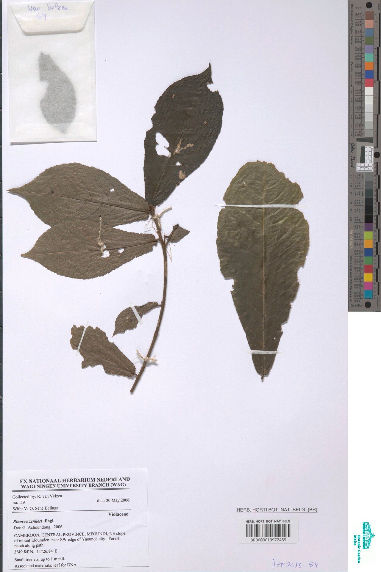 Rinorea zenkeri — houseplant care guide