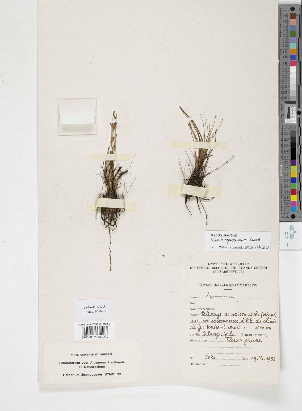 Hypoxis symoensiana — search result for 'Hypoxis'