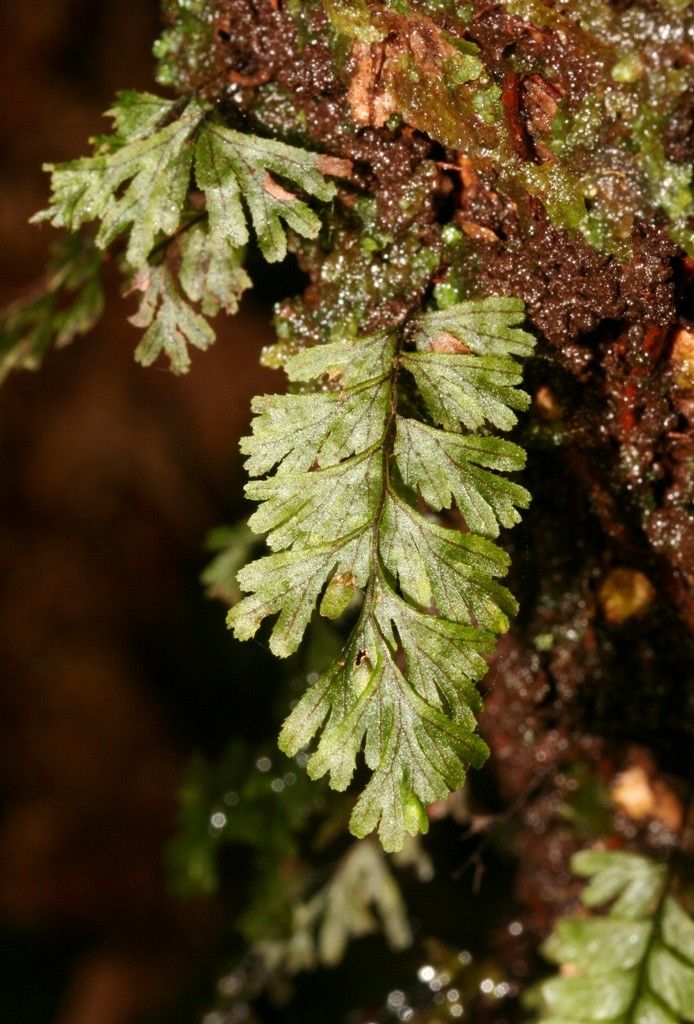 Hymenophyllum holochilum — houseplant care guide