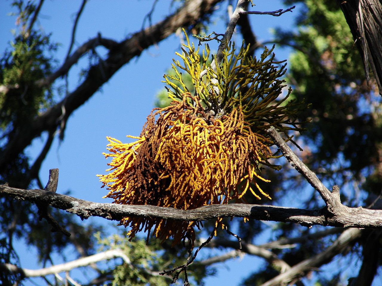 Arceuthobium campylopodum — related species from the same genus