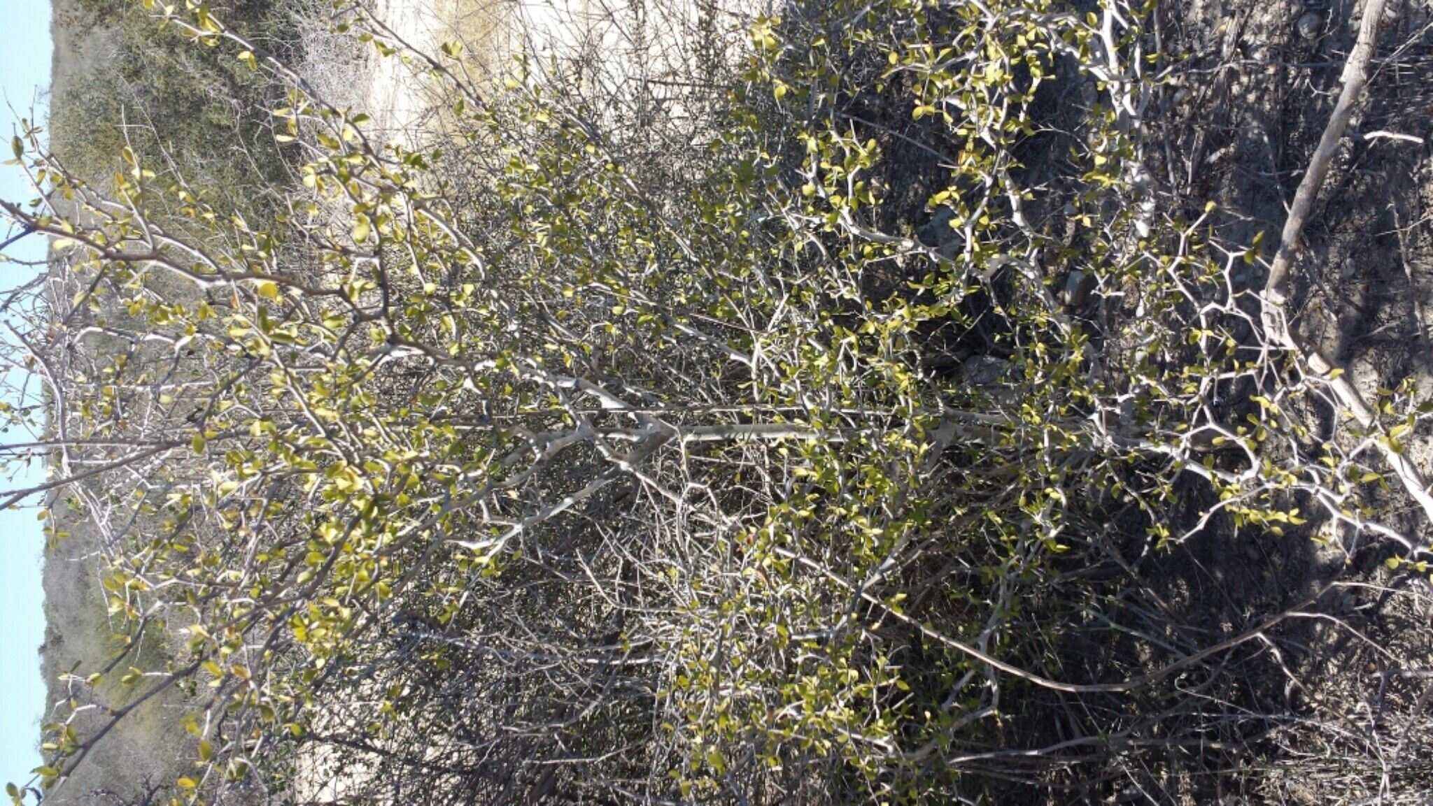 Terminalia divaricata habit