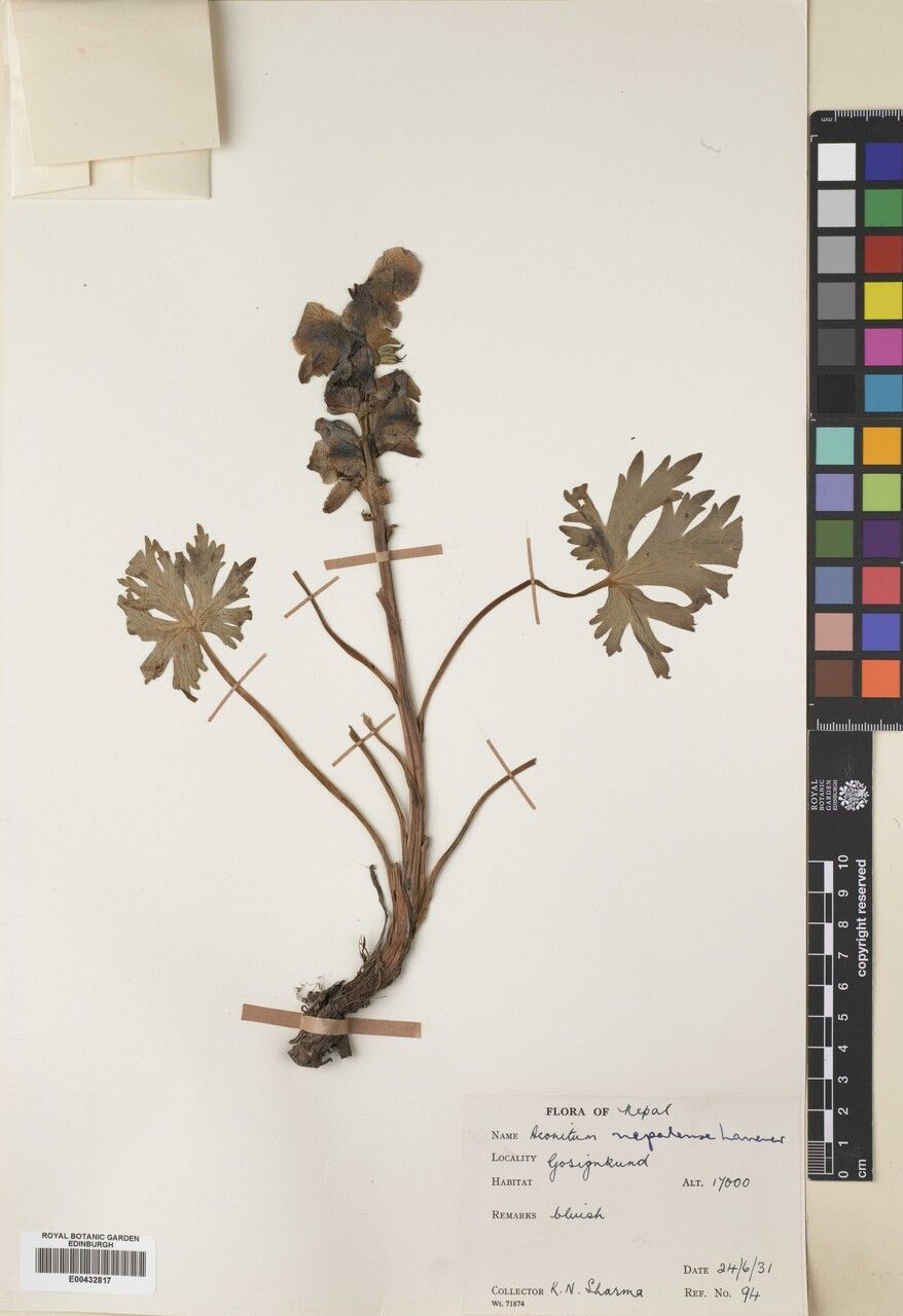 Aconitum heterophylloides other