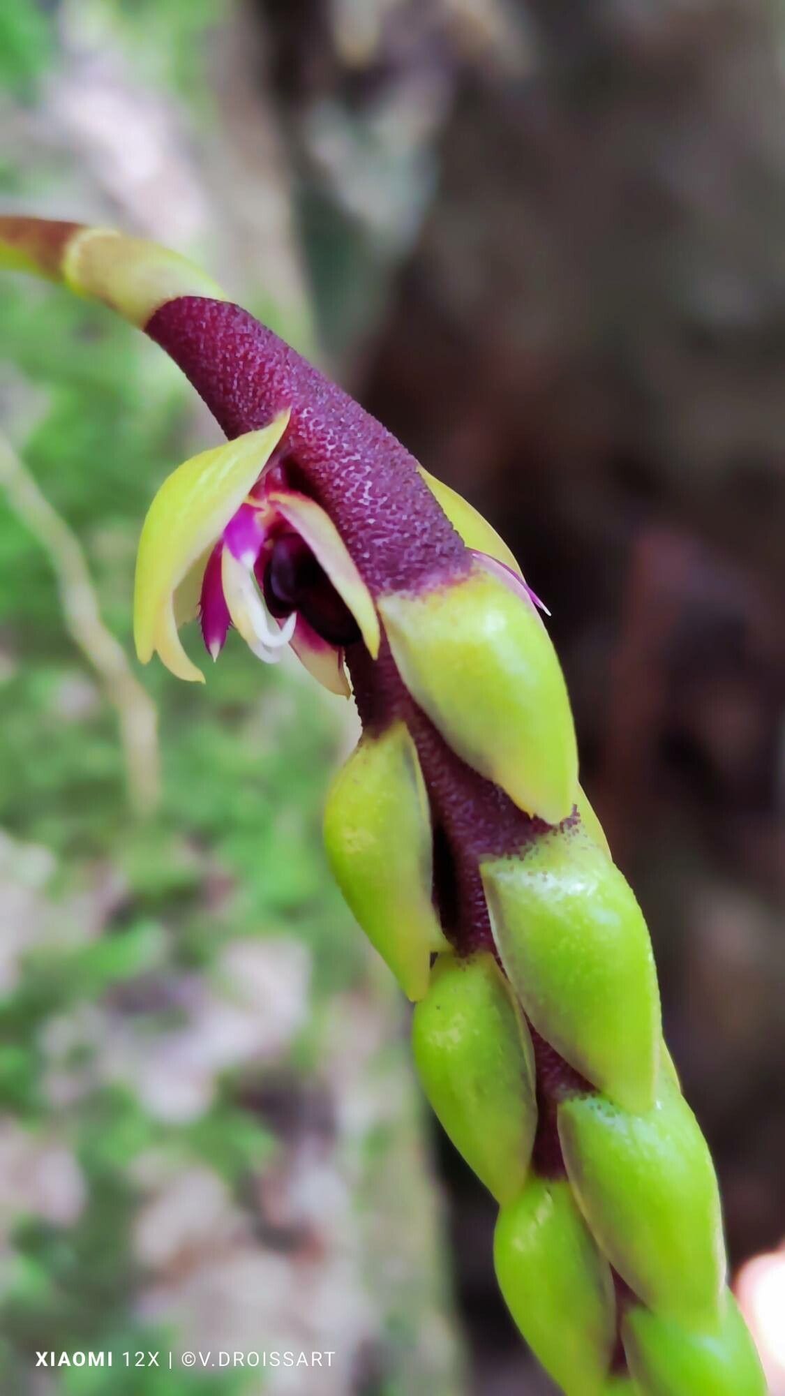 Bulbophyllum lecouflei flower