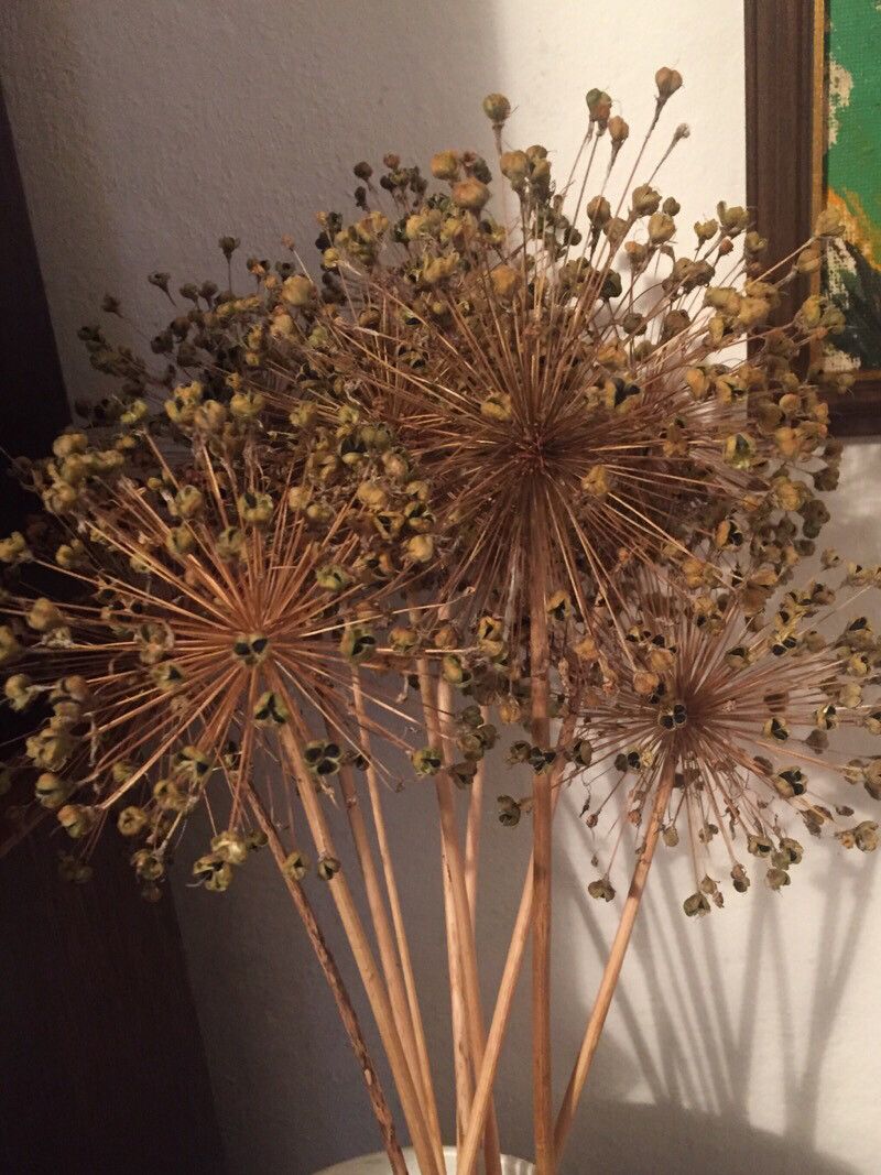 Allium pyrenaicum fruit