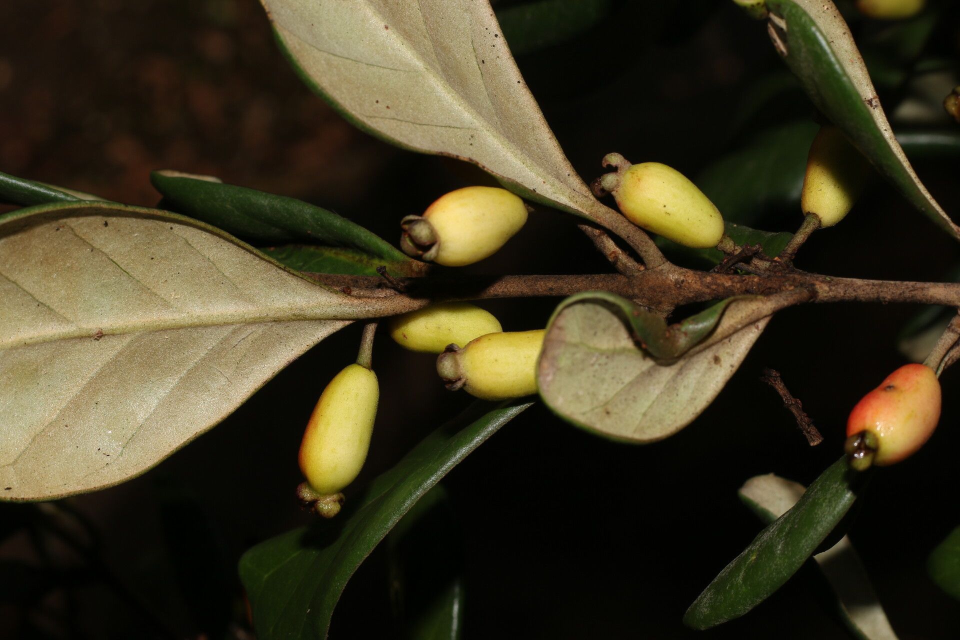 Eugenia hypargyrea fruit
