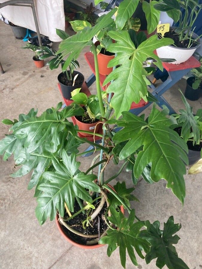 Philodendron lacerum leaf