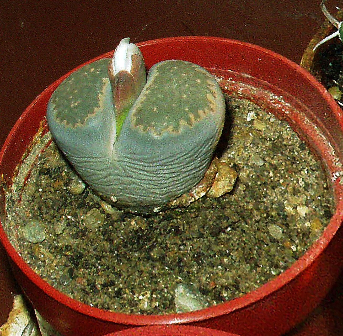 Lithops lesliei — search result for 'Aizoaceae'