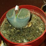 Lithops lesliei