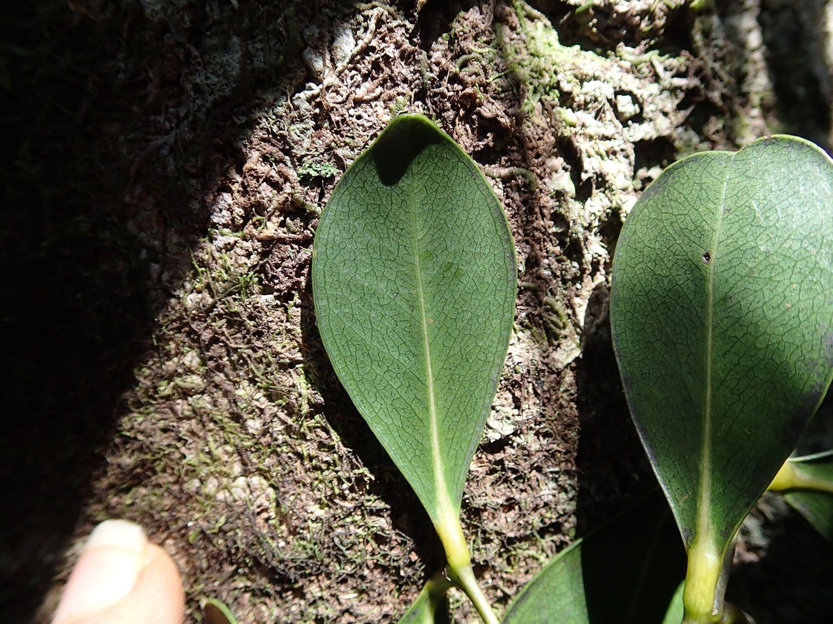 Syzygium baladense leaf