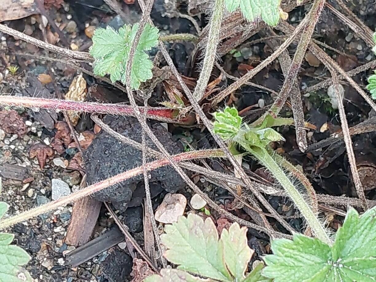 Potentilla grammopetala bark