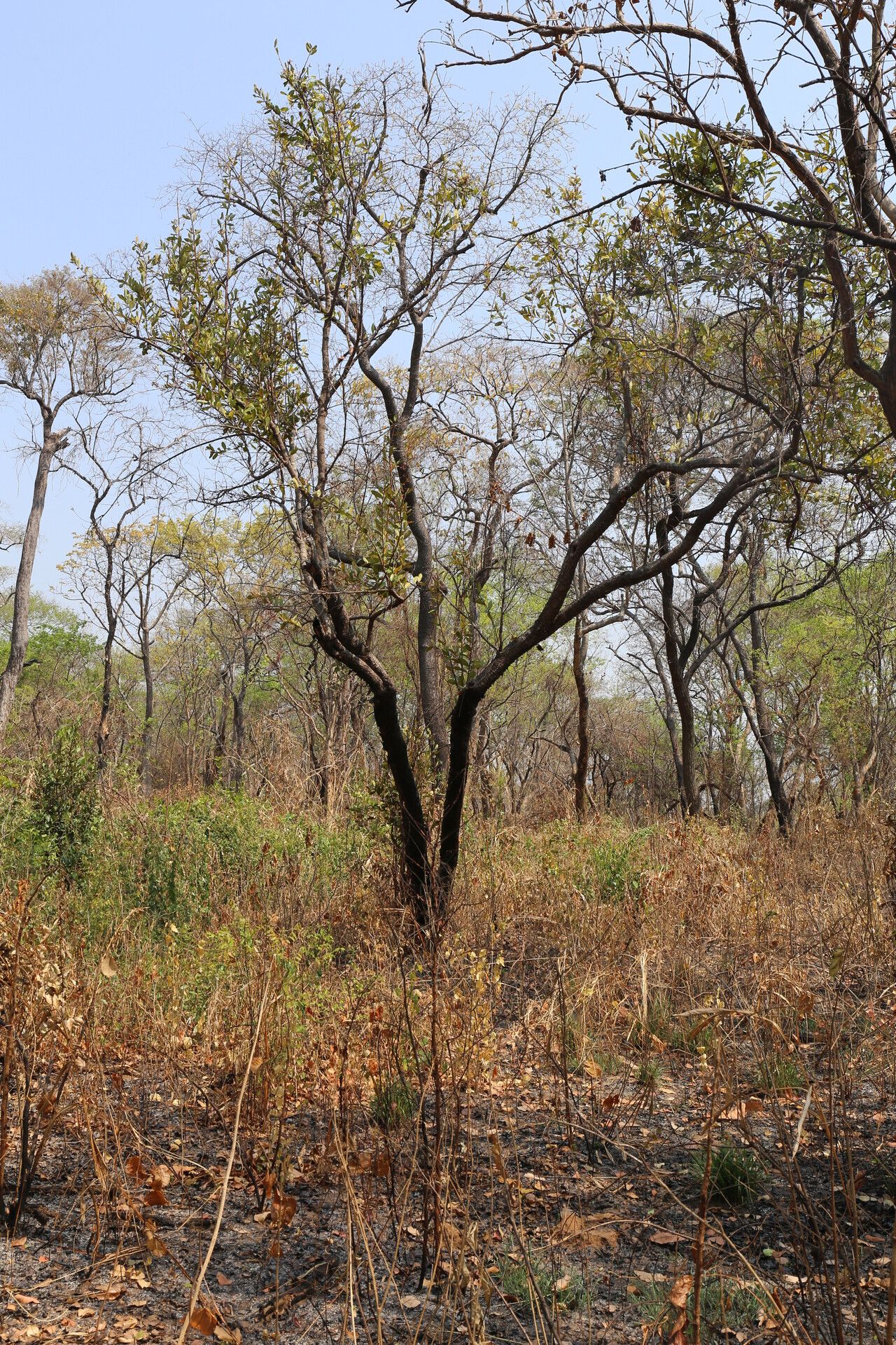 Acridocarpus katangensis habit
