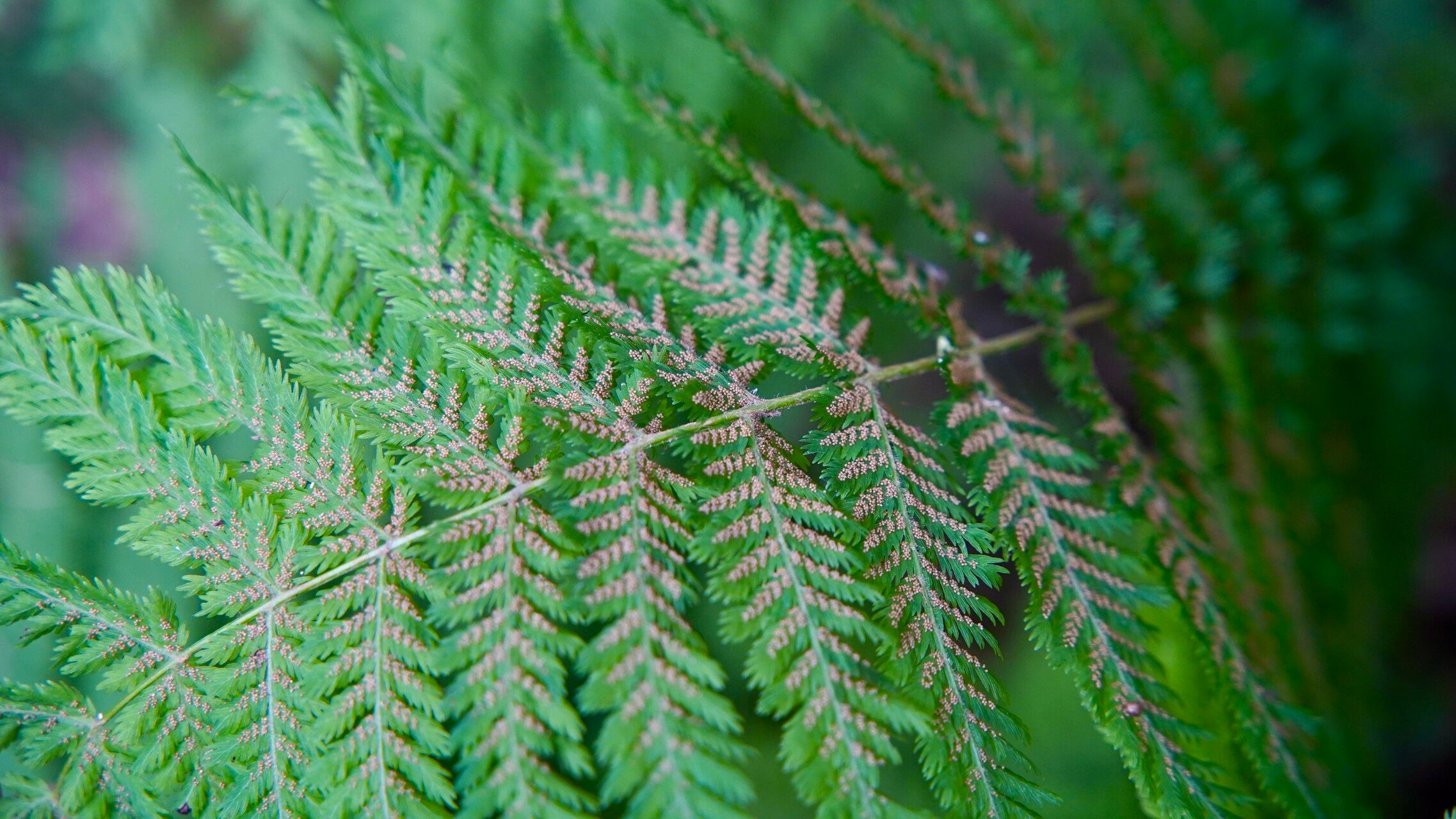 Leptopteris hymenophylloides fruit