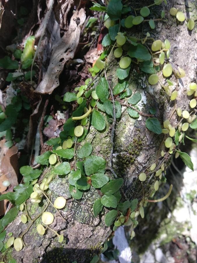 Evolvulus nummularius leaf