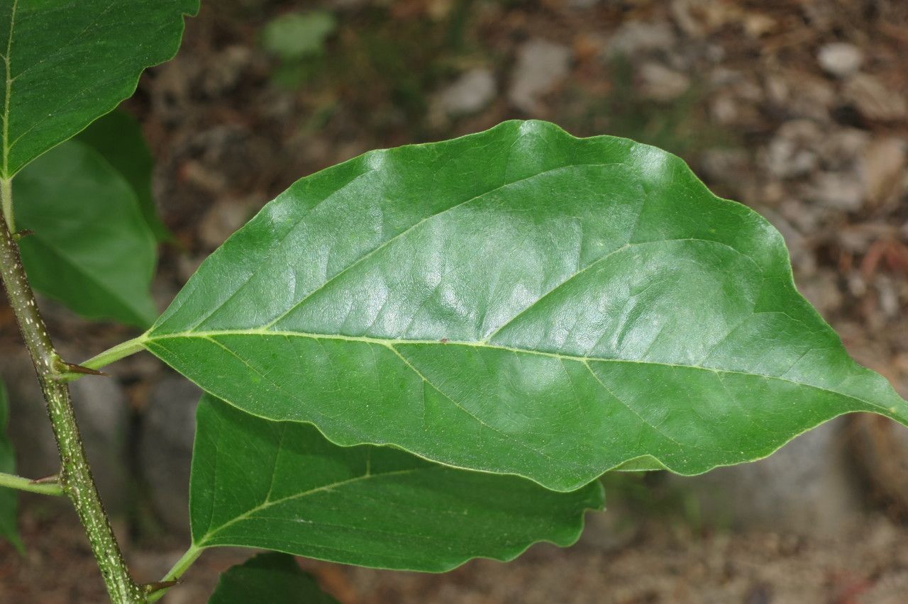 Cudrania tricuspidata leaf