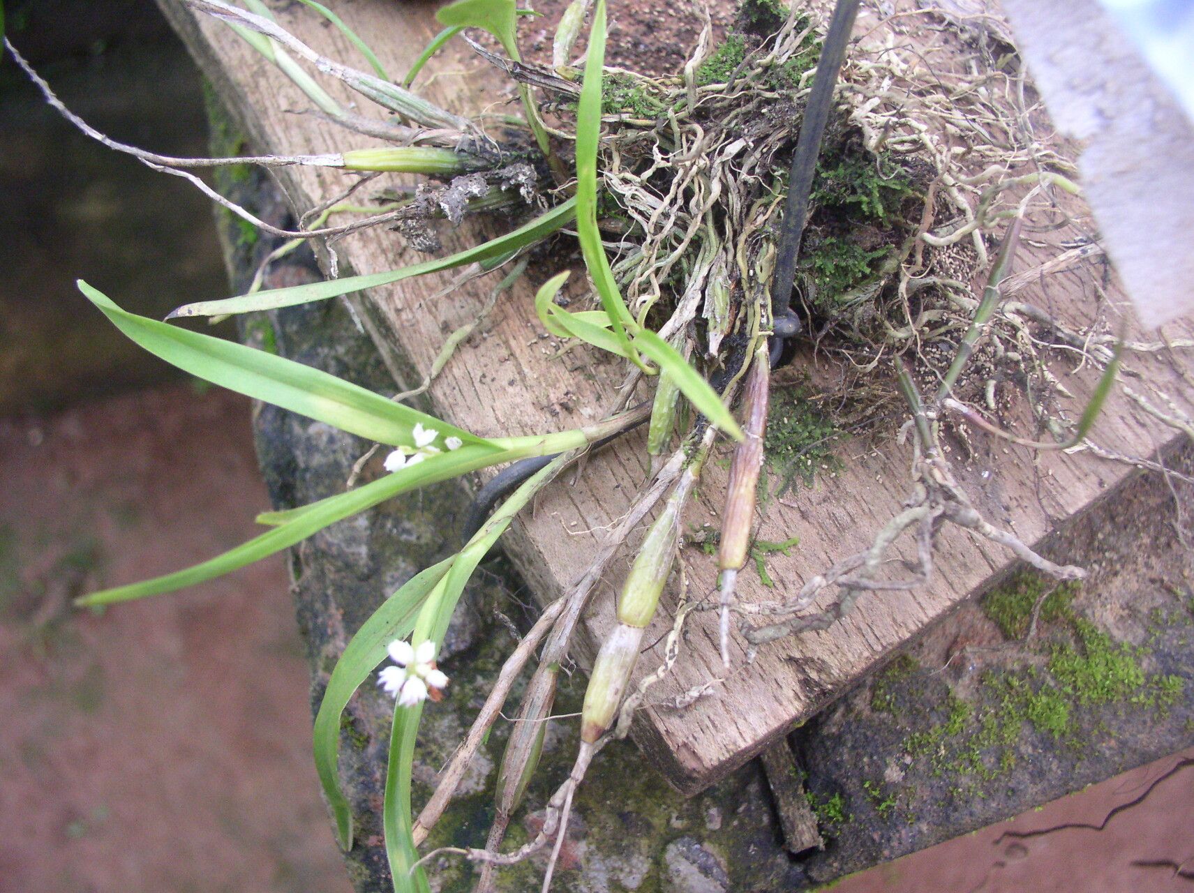 Polystachya calluniflora habit