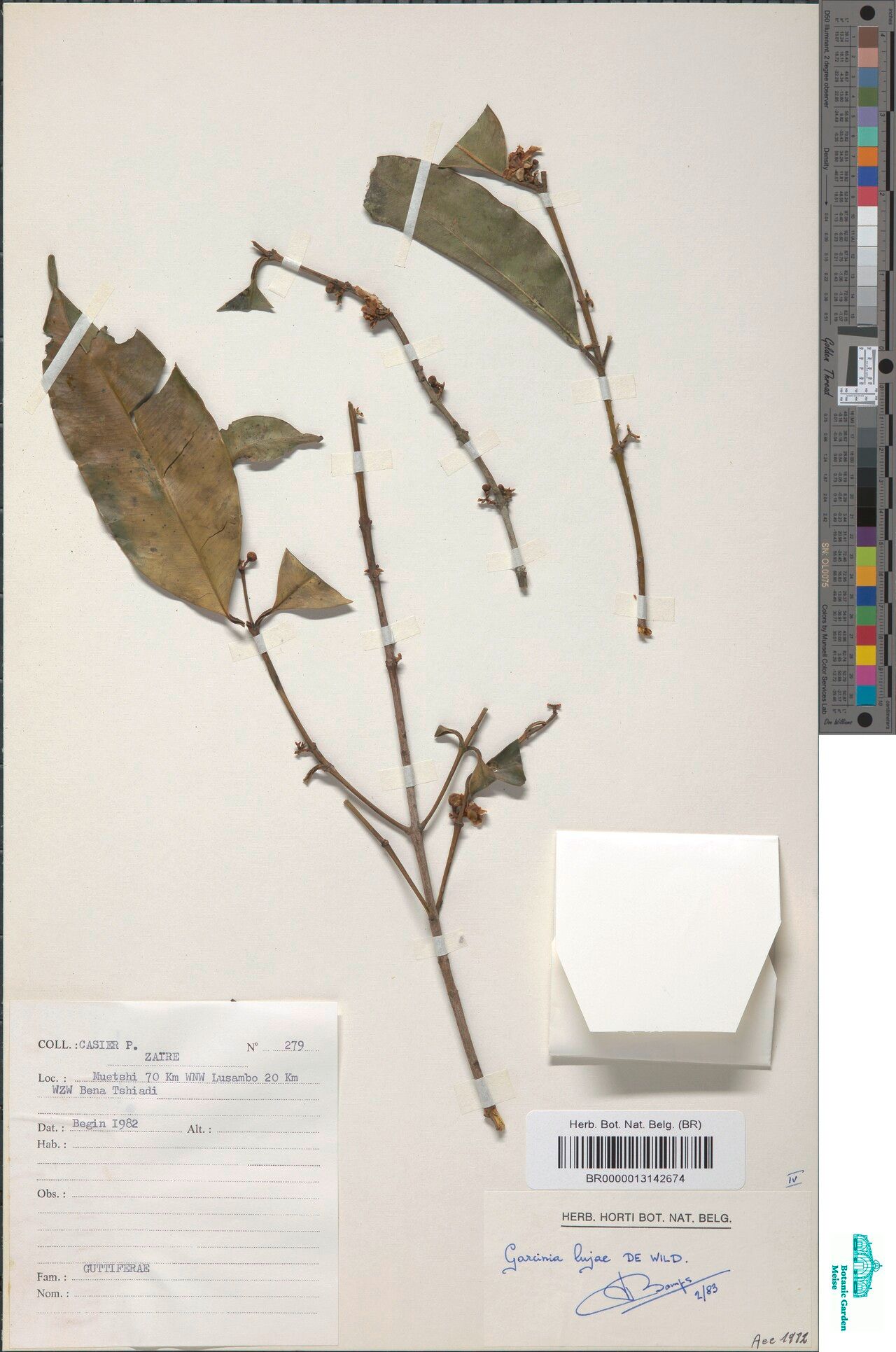 Garcinia lujae — houseplant care guide