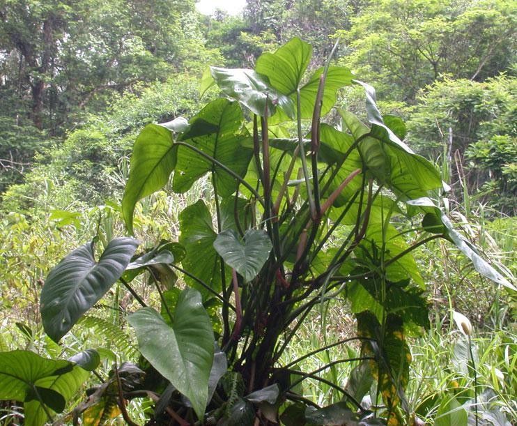 Philodendron brevispathum habit