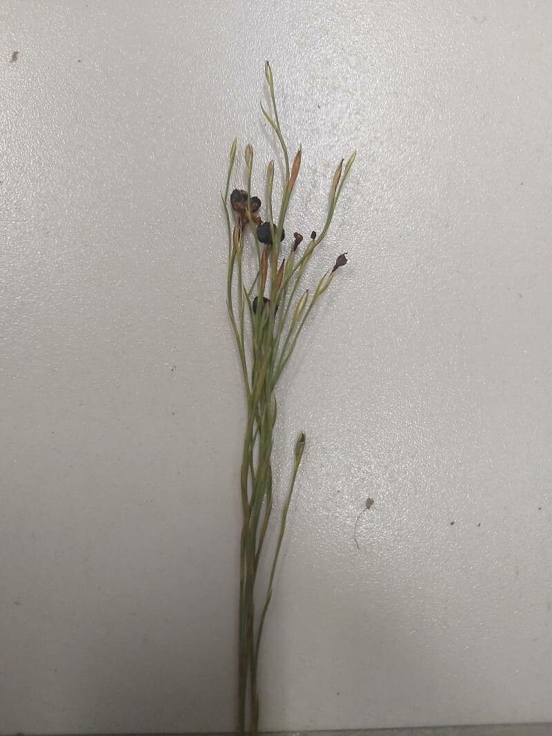 Sisyrinchium vaginatum — search result for 'Sisyrinchium'