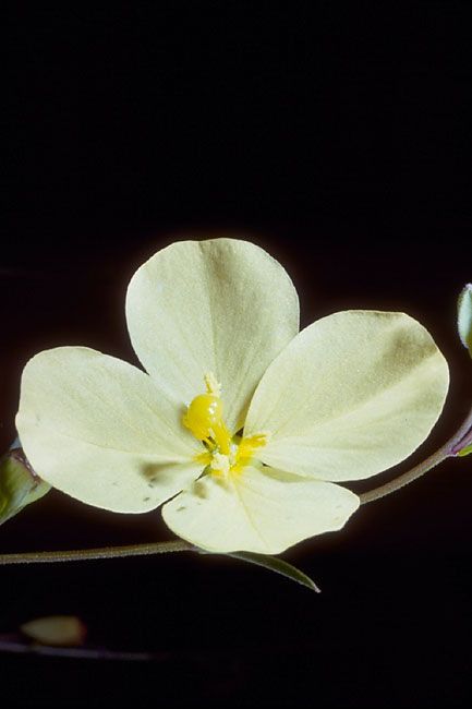 Ludwigia virgata — search result for 'Ludwigia'