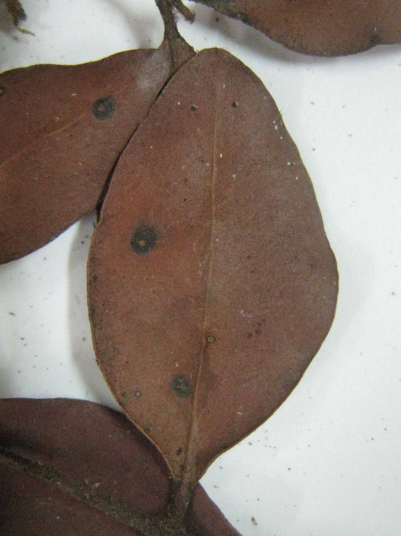 Eugenia gerdae other