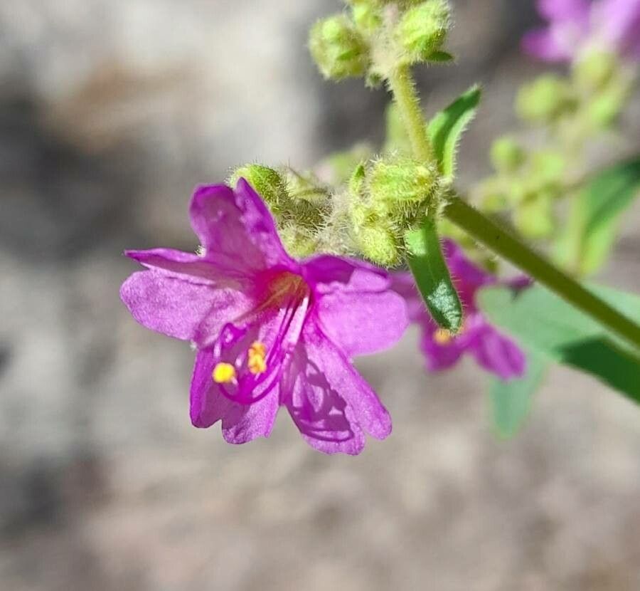 Mirabilis ovata flower