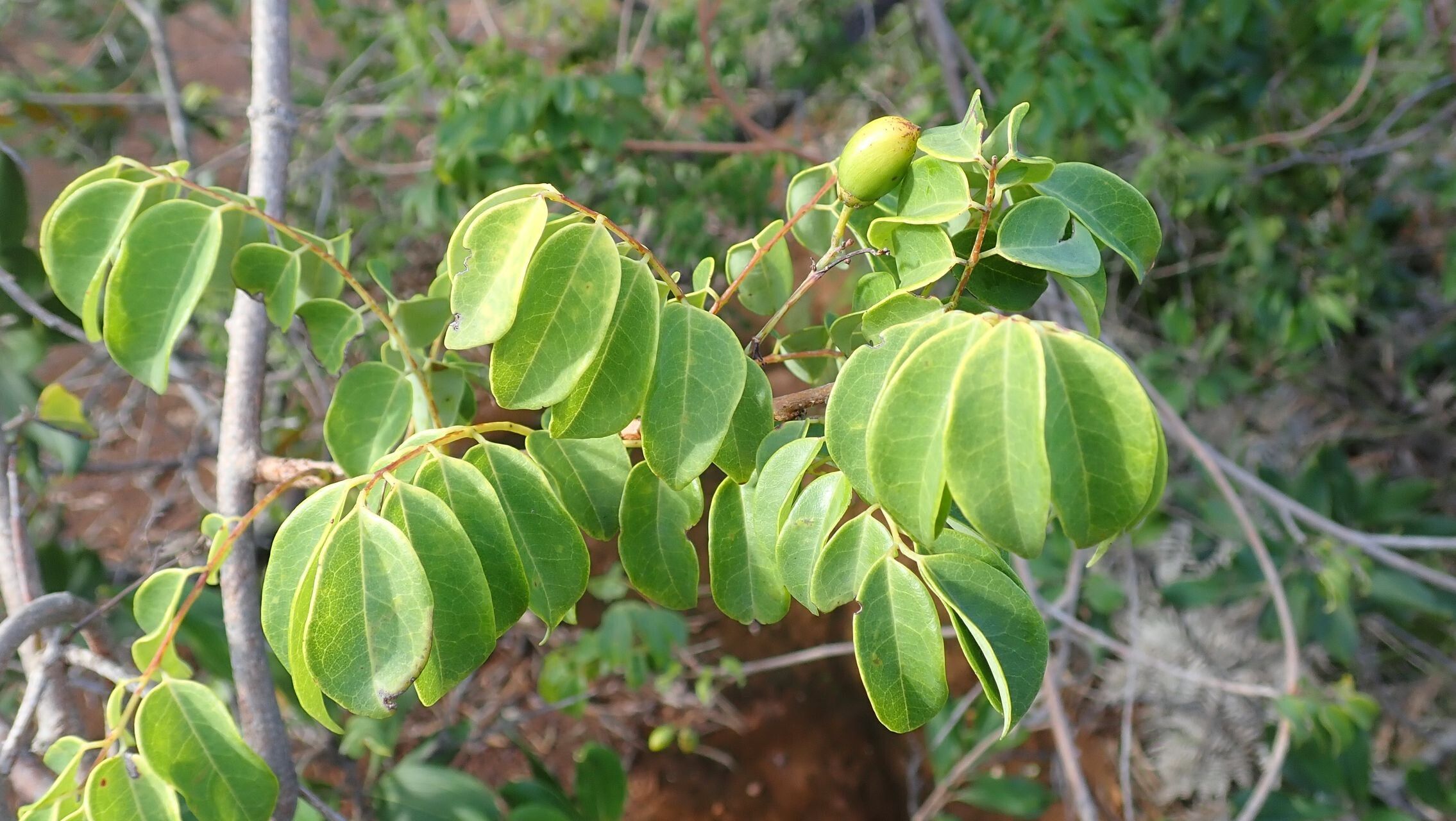 Rourea balansana — related species from the same genus