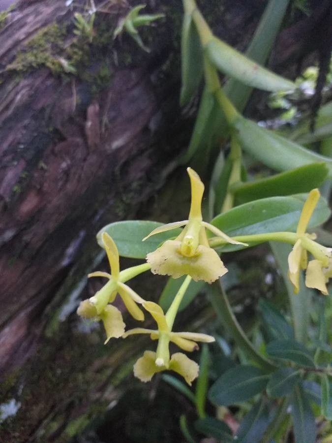 Epidendrum chlorocorymbos — search result for 'Epidendrum'
