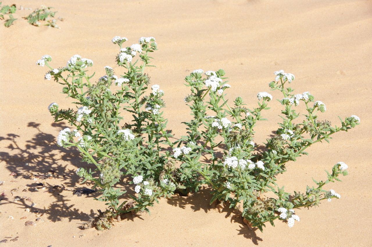 Heliotropium crispum leaf