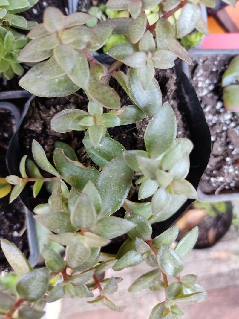 Crassula volkensii — search result for 'Crassula'