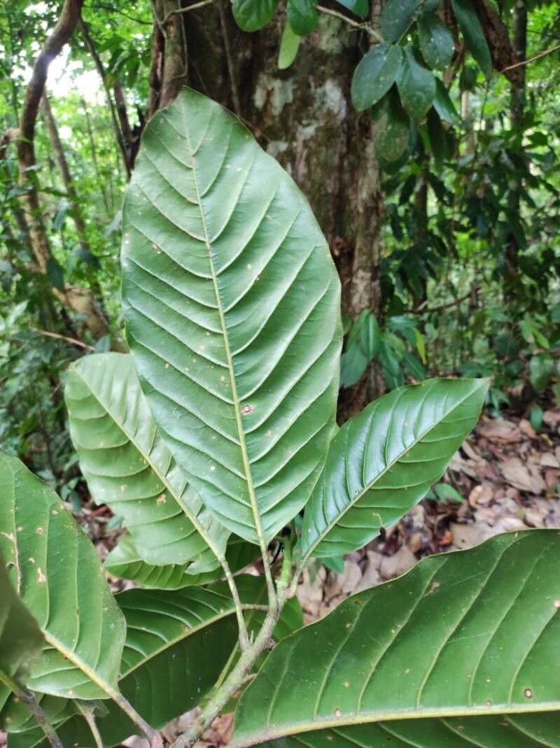 Magnolia wetteri leaf
